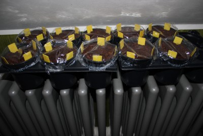 Hanfpalmensamen gesät. am 03.03.2013.jpg
