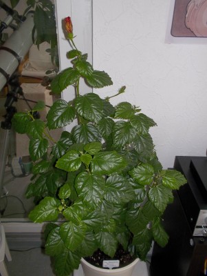 100_2467a.jpg