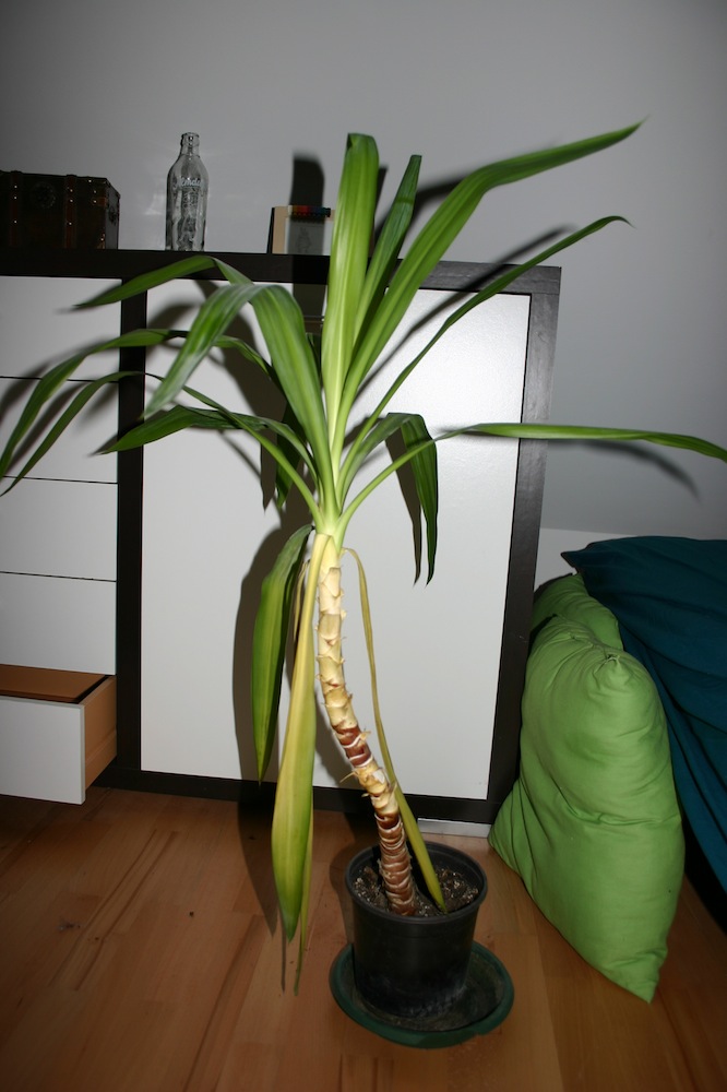 Ist das ein Drachenbaum? nein, eine Yucca  Pflanzenbestimmung &  Pflanzensuche  GREEN24 Pflanzen & Garten Forum