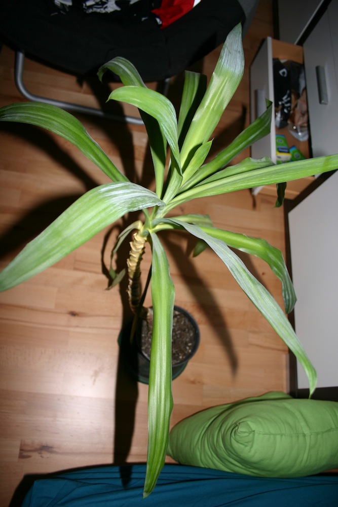 Ist das ein Drachenbaum? nein, eine Yucca  Pflanzenbestimmung &  Pflanzensuche  GREEN24 Pflanzen & Garten Forum