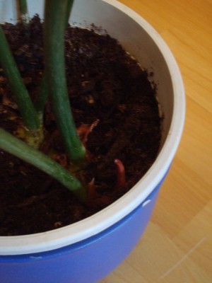 Philodendron gloriosum (1).JPG