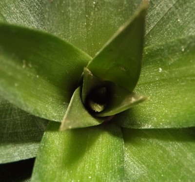 Ananas neue Blätter sprießen.jpg