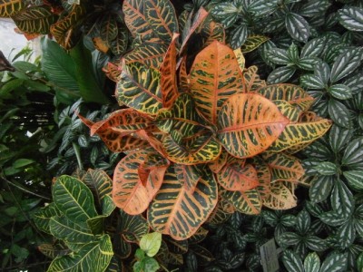 Kroton - 002 (640x480).jpg