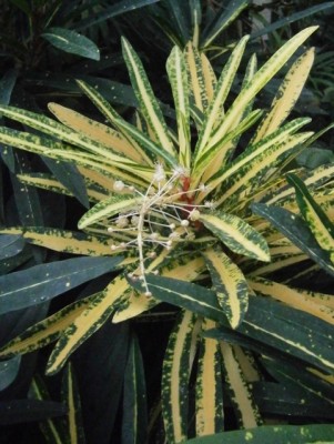 Kroton - 003 (481x640).jpg