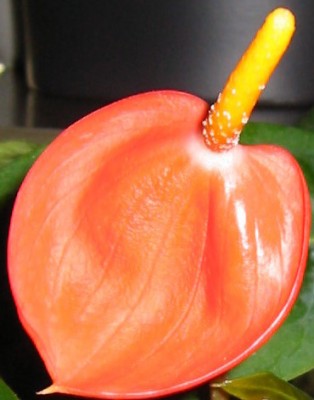 Flamingoblume (Anthurium x Scherzerianum)4.JPG