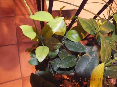 Limette Pursha 003 Kopie 3.jpg