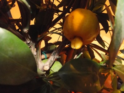 Limette Pursha 002 Kopie 2.jpg