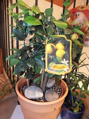 Limette Pursha 001 Kopie.jpg