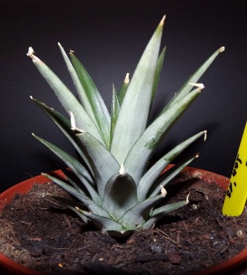 DSCF4709 (718x800).jpg