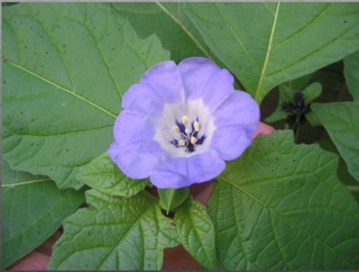 blaue Lampionblume.jpg