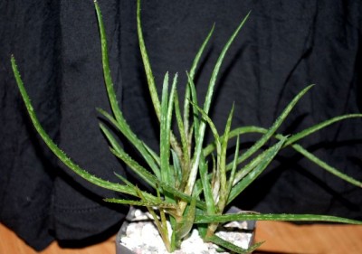Greeny3 007yy.jpg
