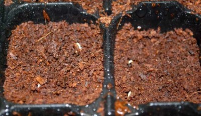 Keimlinge213 006yy.jpg