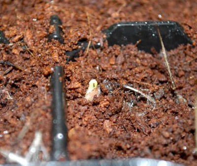 Keimlinge213 008yy.jpg