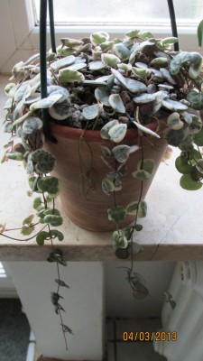 Ceropegia  woodii.jpg