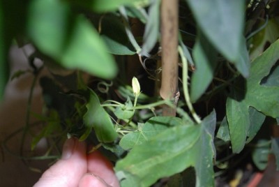 Keimlinge213 001yy.jpg