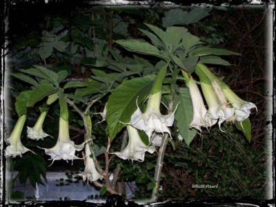 White Paerl580322_366889980063243_1677024351_n.jpg