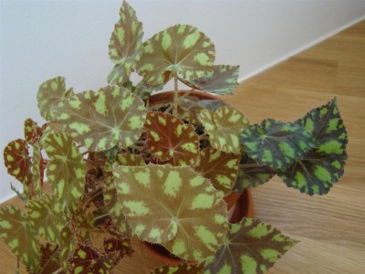 Begonia bowerae_3.JPG