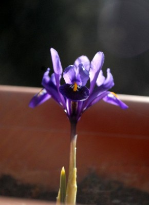 Frühling213 003yy.jpg