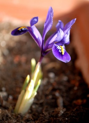 Frühling213 008yy.jpg