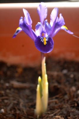 Frühling213 007yy.jpg
