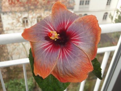 DSC04943 Dark Charm.jpg