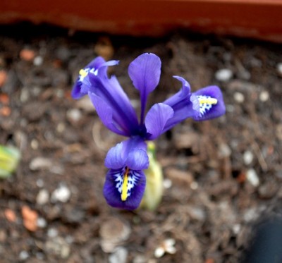 Frühling213 014yy.jpg