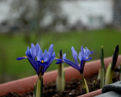 Frühling213 013yy.jpg