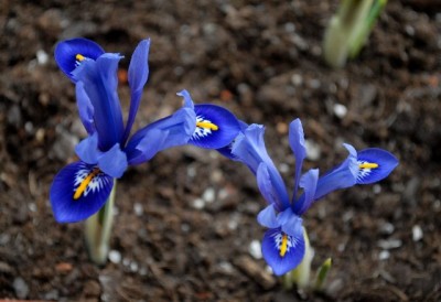 Frühling213 011yy.jpg