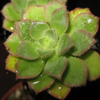 Sukkulenten 388.jpg