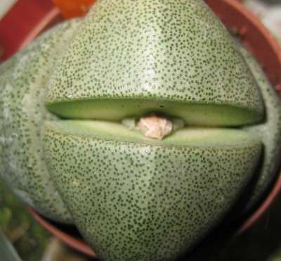 Pleiospilos-nellii.jpg