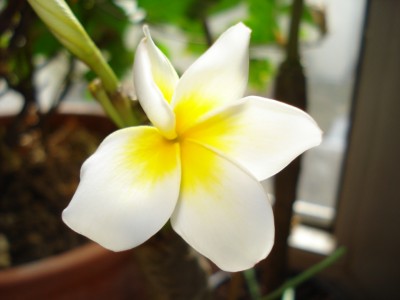 Plumeria_Bluete.JPG
