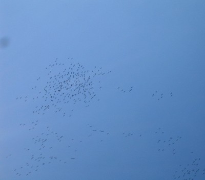 Frühlingsboten-036.jpg