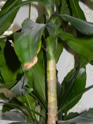 Dracaena fragans 002.JPG