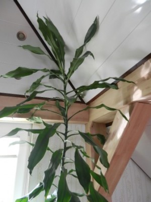Dracaena fragans 001.JPG