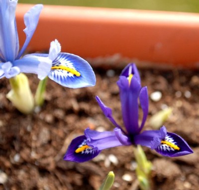 Frühling213 023yy.jpg