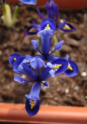 Frühling213 021yy.jpg