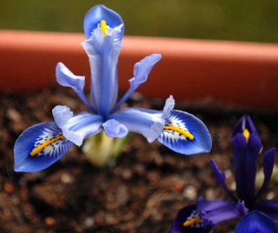 Frühling213 022yy.jpg