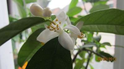 Limonella Blüten-2.jpg