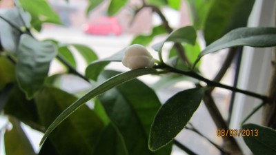 Limonella Knospe.jpg