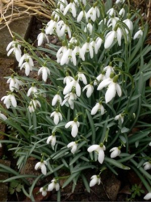 Schneeglöckchen.jpg