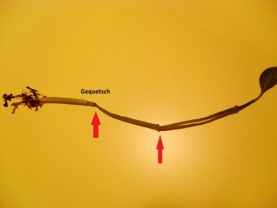 SAM_6713 - Kopie.JPG