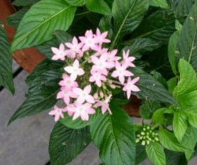 PICT0258a.JPG