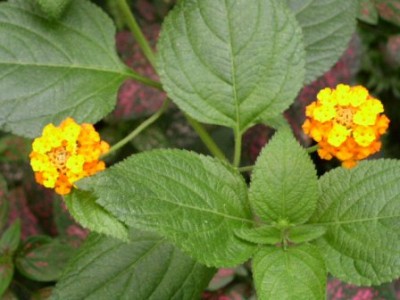 PICT0203.JPG