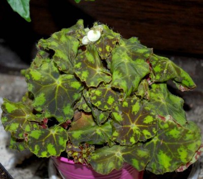 Begonia 164yy.jpg