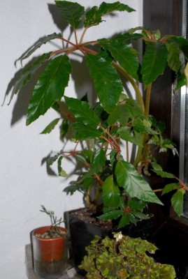 Begonia 162yy.jpg
