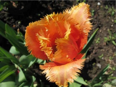 Tulpe.jpg