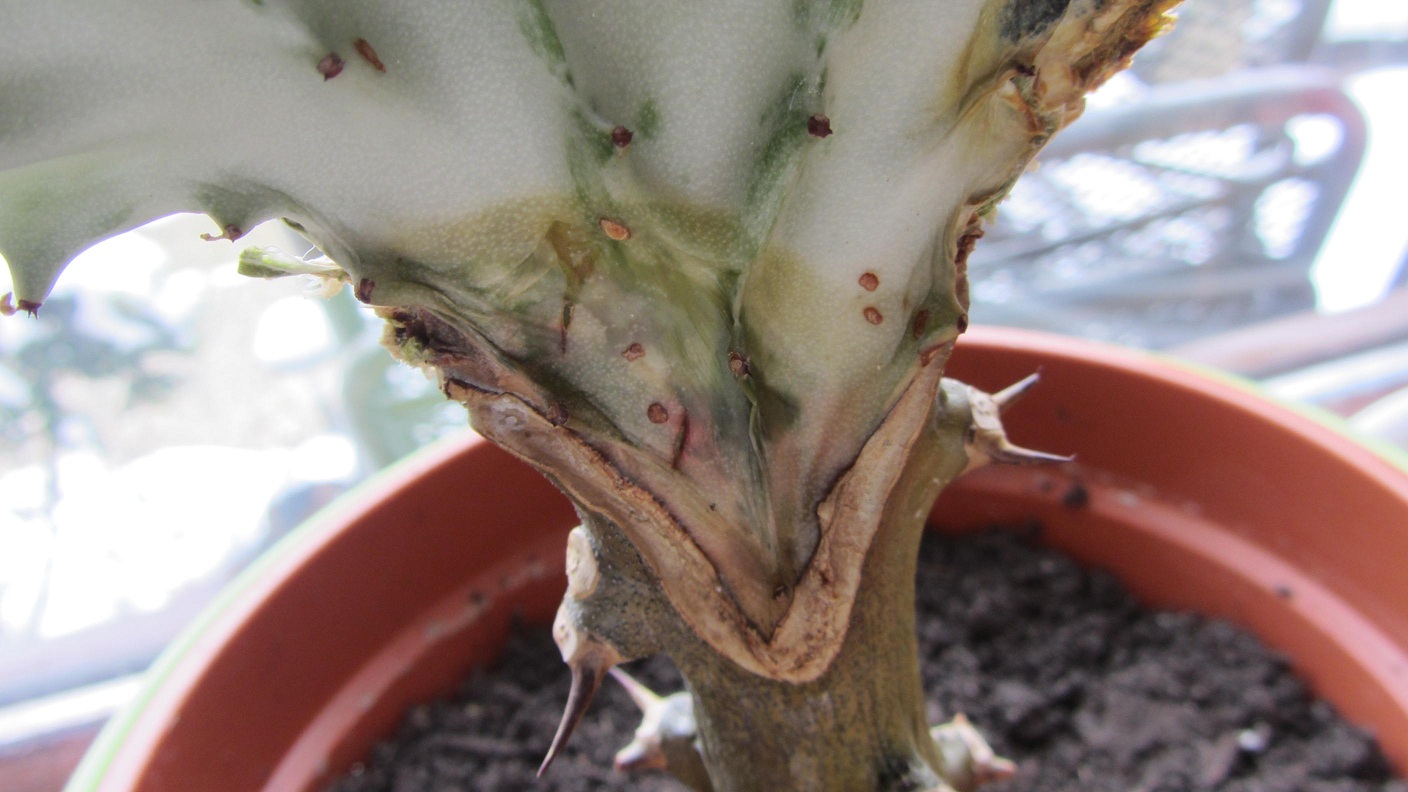 Euphorbia lactea 'Cristata' krank · Pflanzenkrankheiten & Schädlinge ·  GREEN24 Pflanzen & Garten Forum