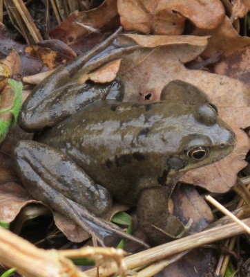 Frosch1a.jpg