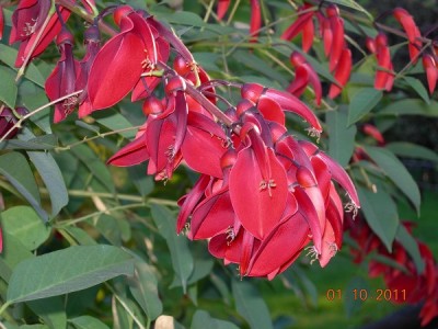 Erythrina crista galli.jpg