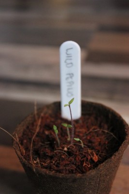 Wild pepino am 10.03.2013.jpg